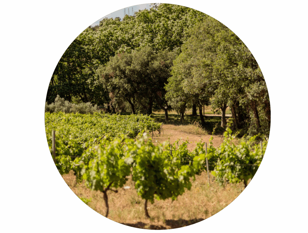 Vignoble du Domaine de la Portanière en Côtes de Provence